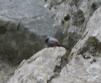 [Wallcreeper]