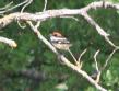 [Woodchat Shrike]