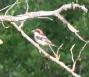 [Woodchat Shrike]