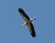 [White Stork]