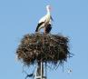 [White Stork]