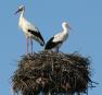 [White Stork]