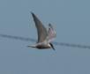 [Whiskered Tern]