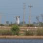 [Whiskered Tern]