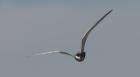 [Whiskered Tern]