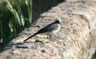 [White Wagtail]