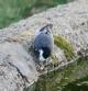 [White Wagtail]