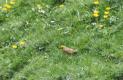 [Yellowhammer]
