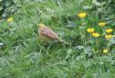 [Yellowhammer]