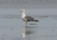 [Yellow-legged Gull]
