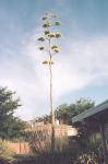 [Agave in bloom]