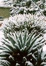 [Snow]