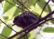 [Barred Antshrike]