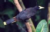 [Crested Oropendola]