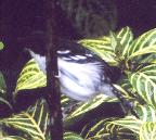 [Great Antshrike]