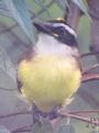 [Great Kiskadee]