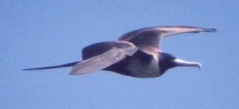 [Magnificent Frigatebird]