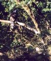 [Ornate Hawk-Eagle]