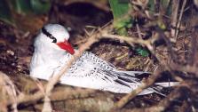 [Red-billed Tropicbird]