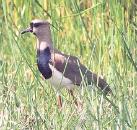 [Southern Lapwing]