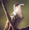 [White-chested Emerald]