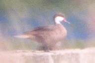 [White-cheeked Pintail]