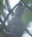 [Barred Antshrike]