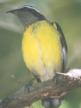 [Bananaquit]