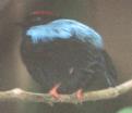 [Blue-backed Manakin]