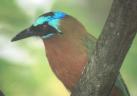[Blue-crowned Motmot]