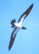 [Brown Booby]