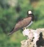 [Brown Booby]