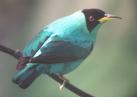 [Green Honeycreeper]