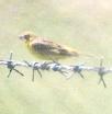 [Grassland Yellow-Finch]