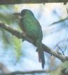 [Rufous-tailed Jacamar]