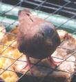 [Ruddy Ground-Dove]