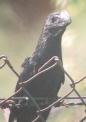 [Smooth-billed Ani]
