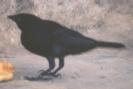 [Shiny Cowbird]