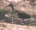 [Wattled Jacana]