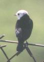 [White-headed Marsh-Tyrant]