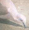 [White-tipped Dove]