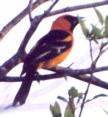 [Altimira Oriole]