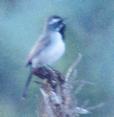 [Black-throated Sparrow]