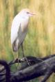 [Cattle Egret]