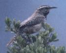 [Cactus Wren]