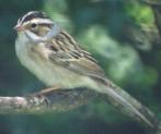 [Clay-colored Sparrow]