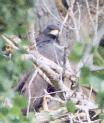 [Common Black Hawk]
