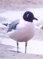 [Franklin's Gull]