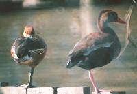 [Fulvous Whistling Duck]