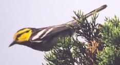 [Golden-cheeked Warbler]
